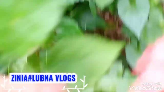 ঝুমকো জবা/Hibiscus, China-rose.ZINIA#LUBNA VLOGS. смотреть онлайн