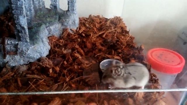 Theraphosa blondi обедает. смотреть онлайн