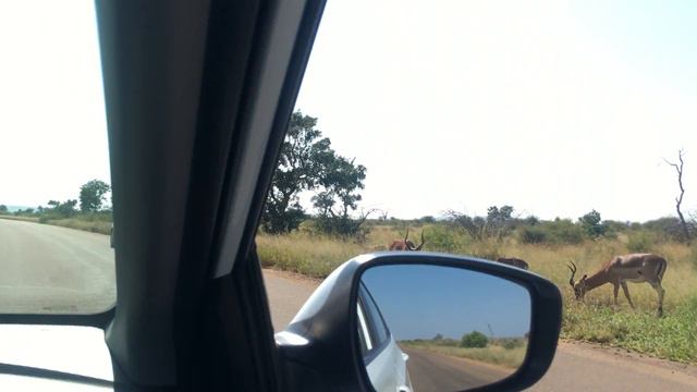Африка.ЮАР.Крюгер парк на арендованном авто.Ну очень много импал.Март2018 смотреть онлайн