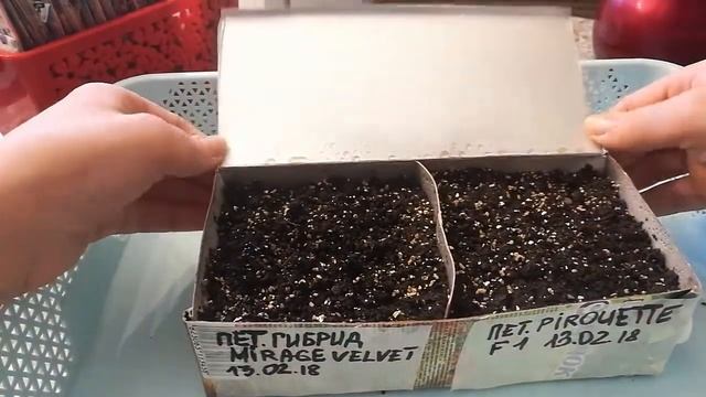Посев гибридных петуний Mirage Velvet и Pirouette f1 . Всходы смотреть онлайн