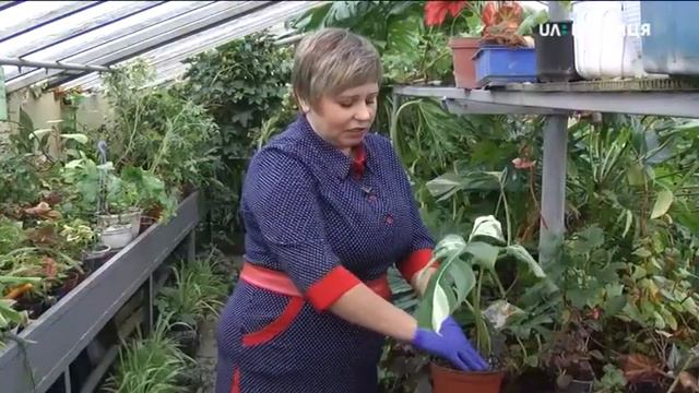 Веранда (монстери і філодендрони) смотреть онлайн