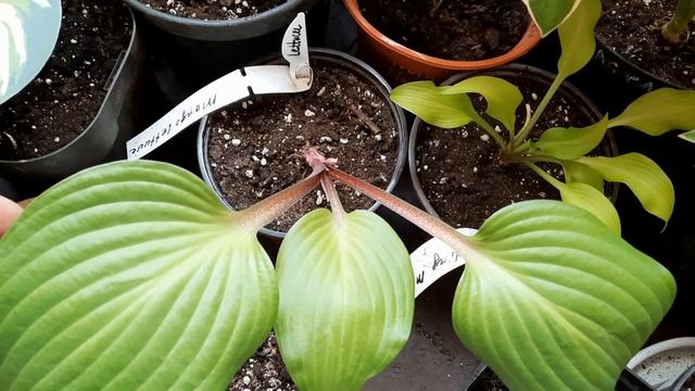 ХОСТЫ- 2022 НА БАЛКОНЕ! смотреть онлайн