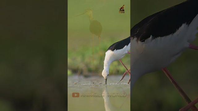 Animals World, Wildlife, Elegant Black-Winged Stilts In Their Natural Habitat, Kids_learning_video