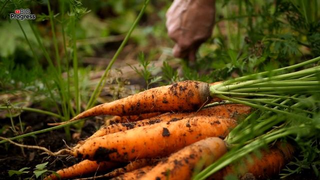 Выращивание Урожайной Морковки От "А" До "Я"- Самые Полезные Советы! смотреть онлайн