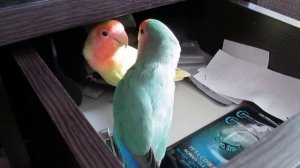 Говорящий неразлучник