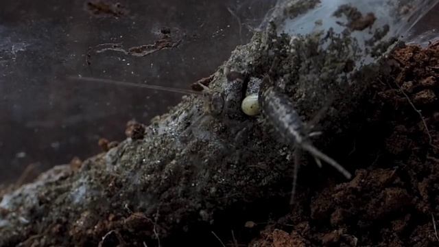 Spider attack insect - Atypus muralis feeding Ctenolepisma lineata смотреть онлайн