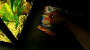 Как правильно кормить аквариумных рыбок. Чем, сколько и как часто.