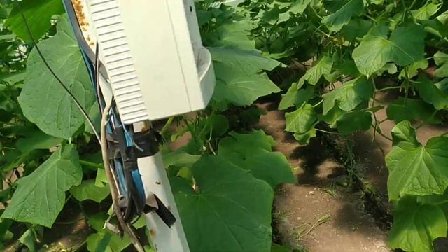 Обрезка листа на огурцах! смотреть онлайн