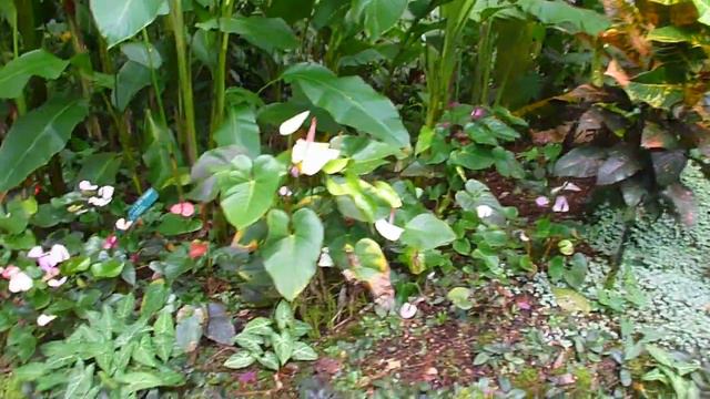 Hawaii Tropical Botanical Garden, Anthurium Corner - September, 2018 смотреть онлайн