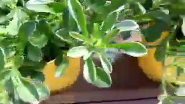 2014 Spring Trials: Danziger New Varieties смотреть онлайн