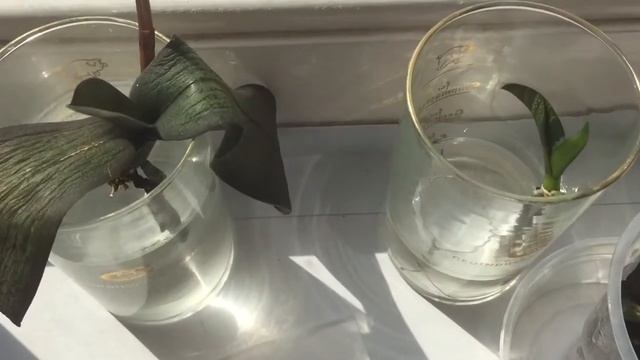 Реанимация орхидей без корней и без листьев. смотреть онлайн