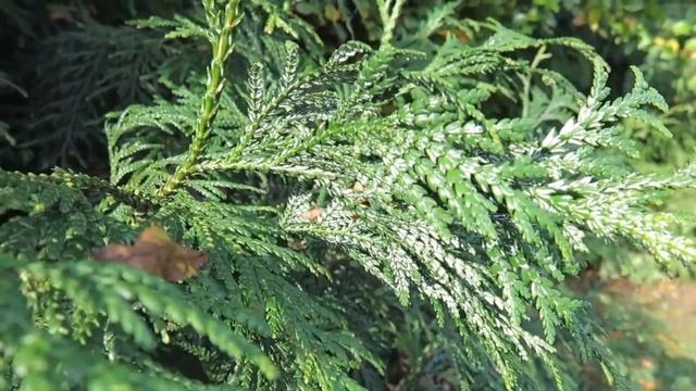 Thujopsis dolabrata zeravinec japonský смотреть онлайн