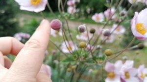 Японская Анемона Памина, кусту 4 года. Сентябрь 2023