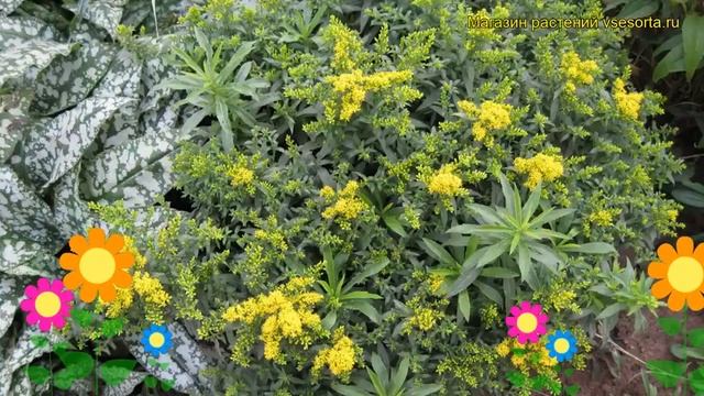 Солидаго канадский Золотой король. Краткий обзор, описание solidago canadensis Goldking смотреть онлайн