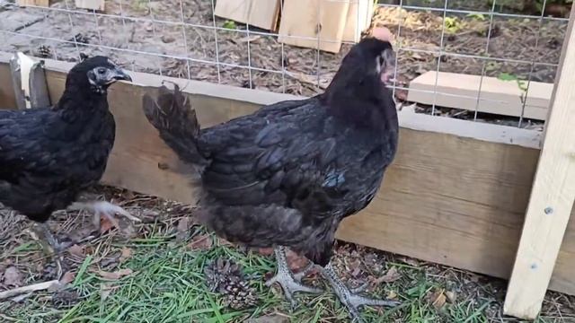 Цыплята подрощенные породы Московская черная смотреть онлайн