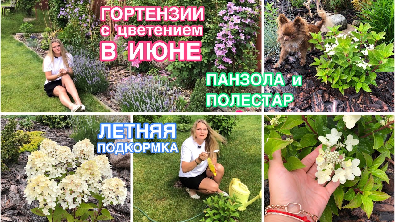Самые ранние гортензии, зацветают в ИЮНЕ Летняя подкормка ПОЛЕСТАР И ПАНЗОЛА смотреть онлайн