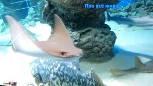 Морские рыбы