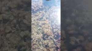 блесна из трубки