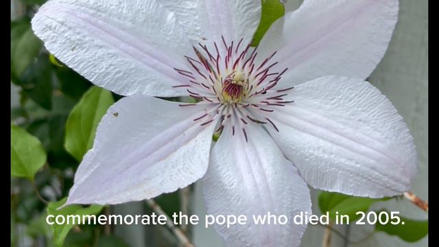 Clematis John Paul II 铁线莲保罗二世 смотреть онлайн