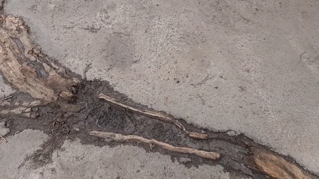 Корень дерева взломал асфальт смотреть онлайн