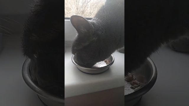 Корм для взрослых кошек Grandin - Филе курицы с тунцом