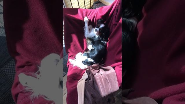 Кавалер Кинг Чарльз Спаниель Глория загорает.