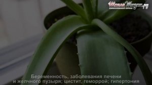 Что Исцеляет Алоэ? Секреты комнатного растения