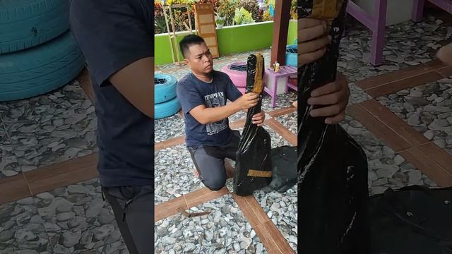 Unboxing Gitar Ibanez Custom S Series. Warnanya keren banget. смотреть онлайн