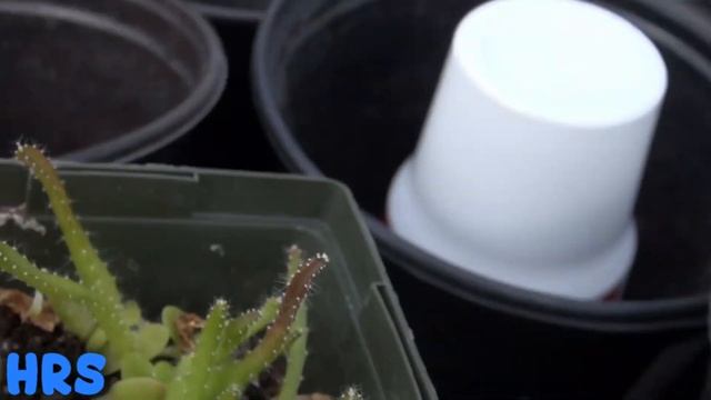 ⟹ Sprouting Dragon Fruit | Hylocereus costaricensis | Pitaya roja from seed PT 2 смотреть онлайн