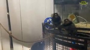 История игрунок. Обезьянки в деревенском доме.