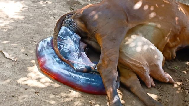 Natural Delivery of cattle Calf. смотреть онлайн