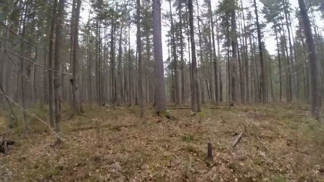 Первая работа Арсы по лосю в одиночку, починил засидку, охота на глухаря на галечнике, глухарь добы смотреть онлайн