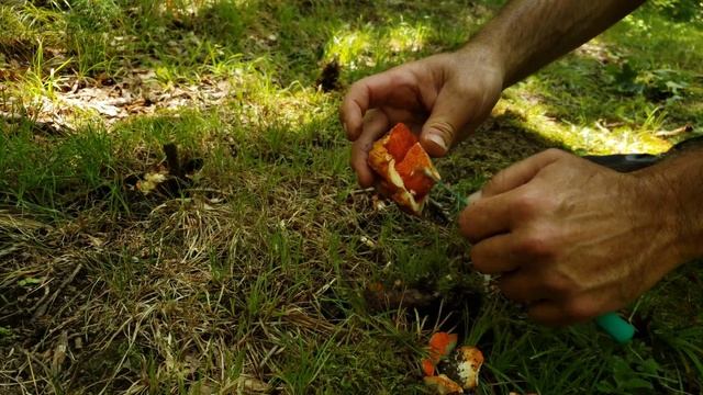Harvesting Lobster Mushrooms Where & When to Find #food смотреть онлайн