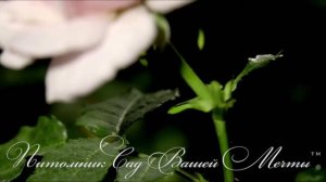 Роза Eifelzauber. Обзор сорта. Питомник роз Сад Вашей Мечты R 231