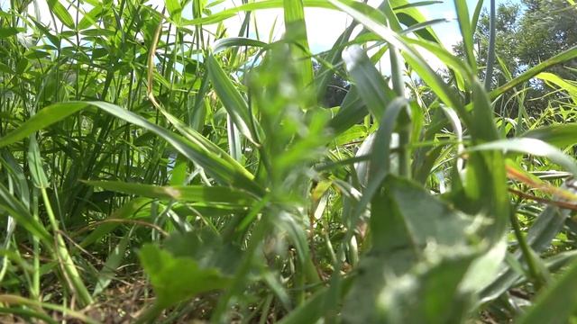 Роль меткого охотника на рыбу из рогатки. смотреть онлайн