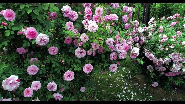 Как цветут наши розы у друзей. смотреть онлайн