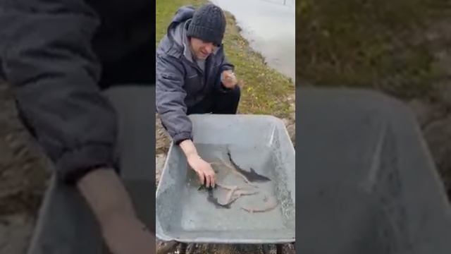 зарыбление, пруд, рыба, Осётр, стерлядь, осетровых, осетр смотреть онлайн