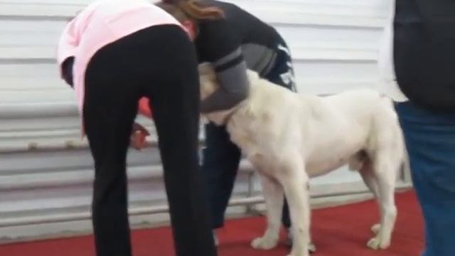 кобели чемпионы НКП смотреть онлайн