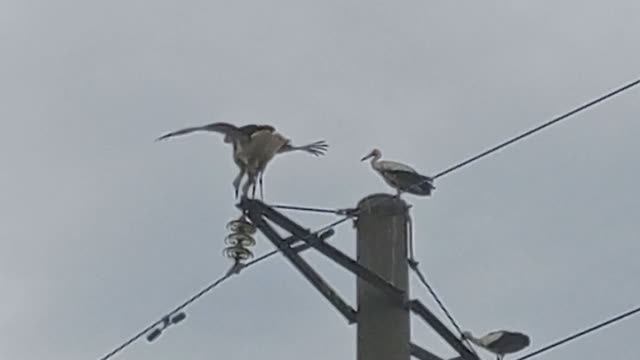 Аисты в Можайске 10 поделили место (2021.08.07_13:41:22)