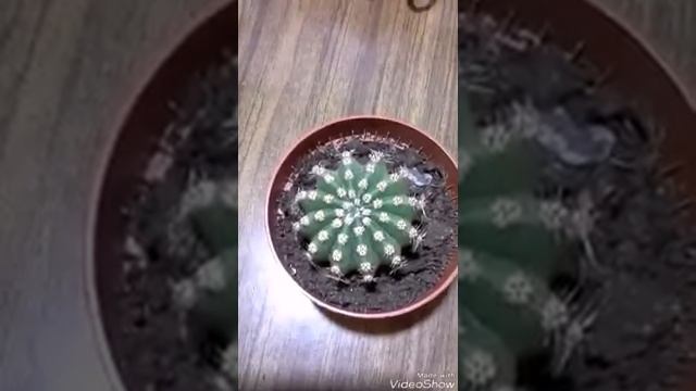 Как заставить цвести кактусы смотреть онлайн
