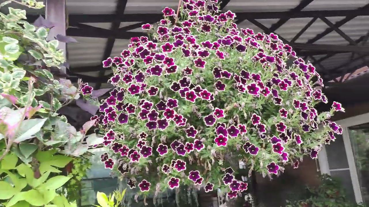 Как укоренить петунию быстро легко без заморочек. Этот способ Вас удивит. Корни за 5 дней 100% смотреть онлайн