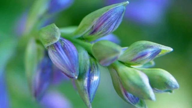 Schattengarten: Pflanztipps und Gestaltungsideen смотреть онлайн