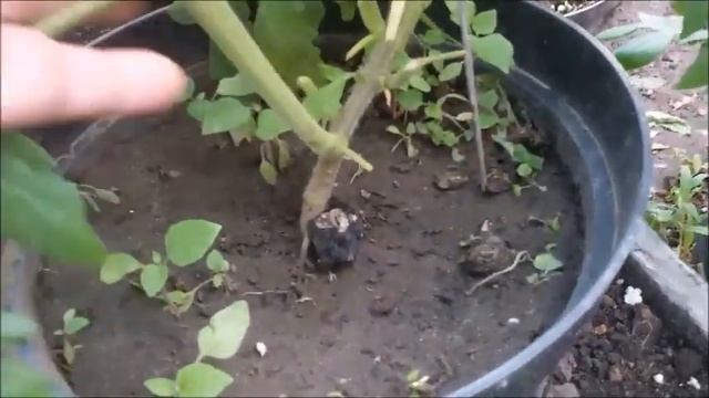 Жируют томаты. Что делать? смотреть онлайн