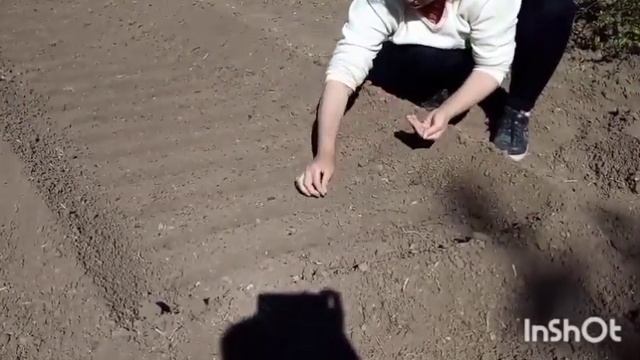 САЖАЕМ МОРКОВЬ И СВЕКЛУ смотреть онлайн