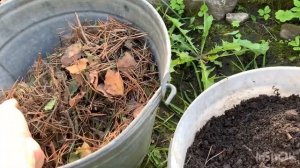 ПОСАДКА ДРЕВОВИДНОЙ ГОРТЕНЗИИ МЕДЖИКАЛ ПИНКЕРБЕЛЛ