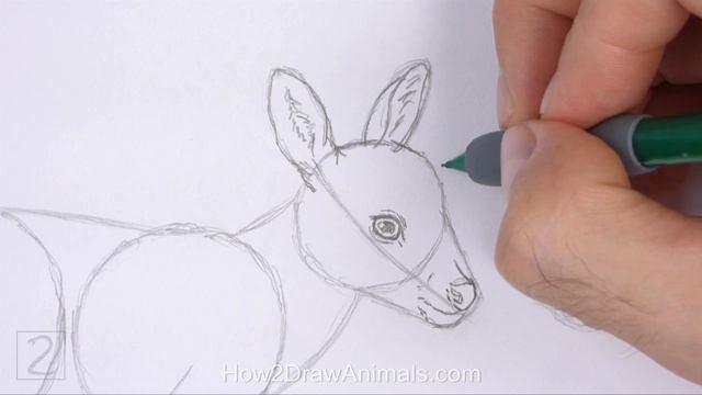 How to Draw a Fawn (Baby Deer) смотреть онлайн