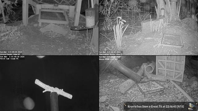 Night Stream March 2nd 2024 | Bird Feeders, Wildlife Cameras Scotland UK from SWG смотреть онлайн