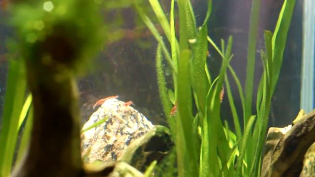 Затонувший вишневый рай! смотреть онлайн