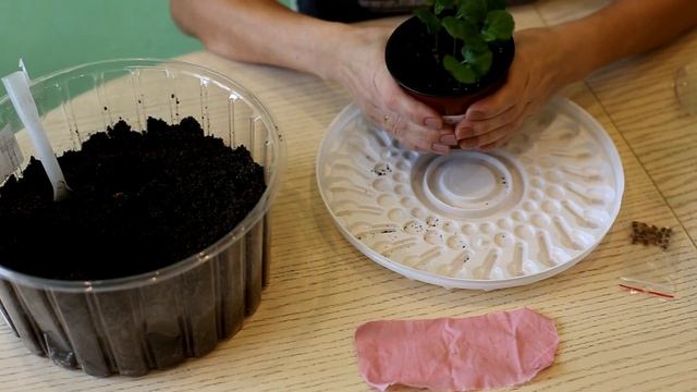 ГИБИСКУС СИРИЙСКИЙ! Посев и пикировка!