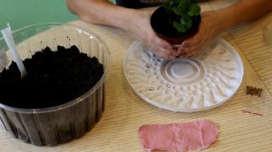 ГИБИСКУС СИРИЙСКИЙ! Посев и пикировка!